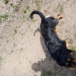 Przejdź do - Pies szuka domu!