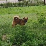 Przejdź do - Oddam psy w dobre ręce!